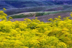 Fiori spontanei della Toscana