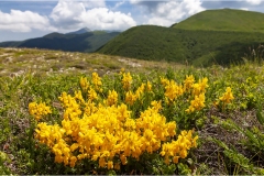 Fiori spontanei della Toscana