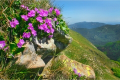 Fiori spontanei della Toscana- Fiori blu- viola