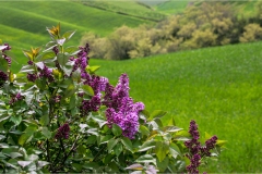 Fiori spontanei della Toscana- Fiori blu- viola