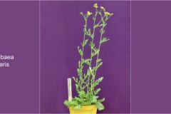 Fiori spontanei della Toscana