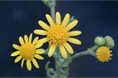Fiori spontanei della Toscana