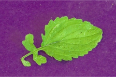 Fiori spontanei della Toscana