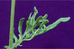 Fiori spontanei della Toscana