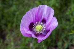 MG_5959-Papavero-schirlei Fiori spontanei della Toscana- Fiori blu- viola