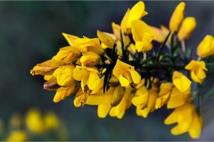 Fiori spontanei della Toscana