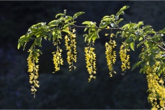 Fiori spontanei della Toscana