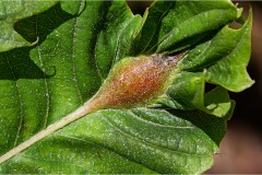 Fiori spontanei della Toscana