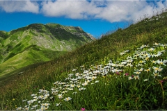 Fiori spontanei della Toscana
