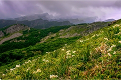 Fiori spontanei della Toscana