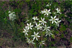 Fiori spontanei della Toscana