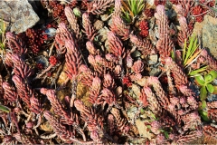 Fiori spontanei della Toscana