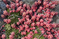 Fiori spontanei della Toscana