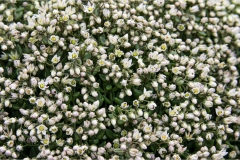 Fiori spontanei della Toscana