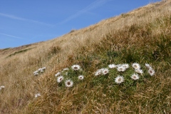 Fiori spontanei della Toscana