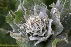 Fiori spontanei della Toscana