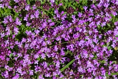 Timo  Fiori spontanei della Toscana- Fiori blu- viola