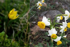 Fiori spontanei della Toscana