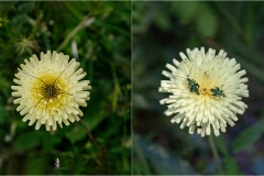 Fiori spontanei della Toscana