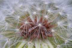 Fiori spontanei della Toscana