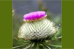 Fiori spontanei della Toscana- Fiori blu- viola