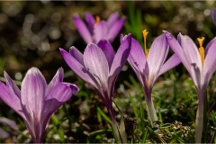 Fiori spontanei della Toscana- Fiori blu- viola
