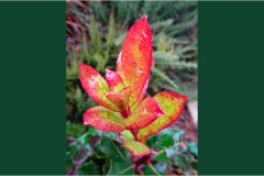 Fiori spontanei della Toscana