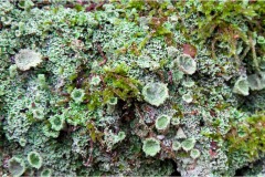 Fiori spontanei della Toscana