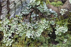 Fiori spontanei della Toscana