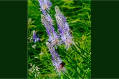 Fiori spontanei della Toscana- Fiori blu- viola