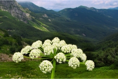 Fiori spontanei della Toscana