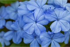 Fiori spontanei della Toscana- Fiori blu- viola