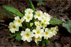 Fiori spontanei della Toscana