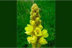 Fiori spontanei della Toscana