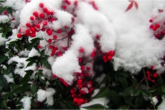 Fiori spontanei della Toscana