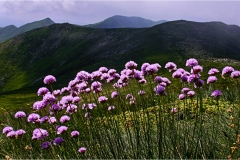 Fiori spontanei della Toscana- Fiori blu- viola