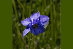 Fiori spontanei della Toscana- Fiori blu- viola