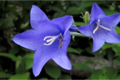 Fiori spontanei della Toscana- Fiori blu- viola