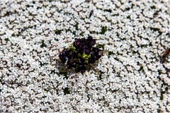 Fiori spontanei della Toscana