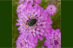 Fiori spontanei della Toscana- Fiori blu- viola