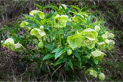 Fiori spontanei della Toscana