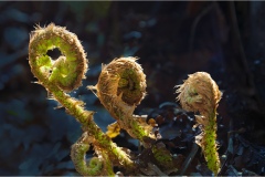 Fiori spontanei della Toscana
