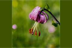 Fiori spontanei della Toscana- Fiori blu- viola