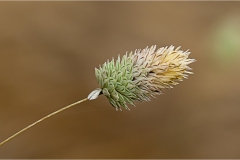 Fiori spontanei della Toscana