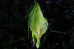 Fiori spontanei della Toscana