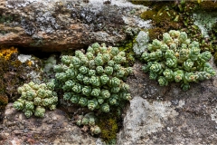 Fiori spontanei della Toscana