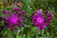 FioFiori spontanei della Toscana- Fiori blu- violardaliso 