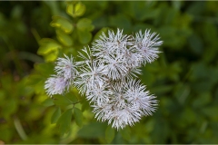 Fiori spontanei della Toscana