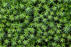 Fiori spontanei della Toscana