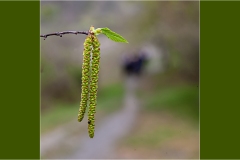 Fiori spontanei della Toscana